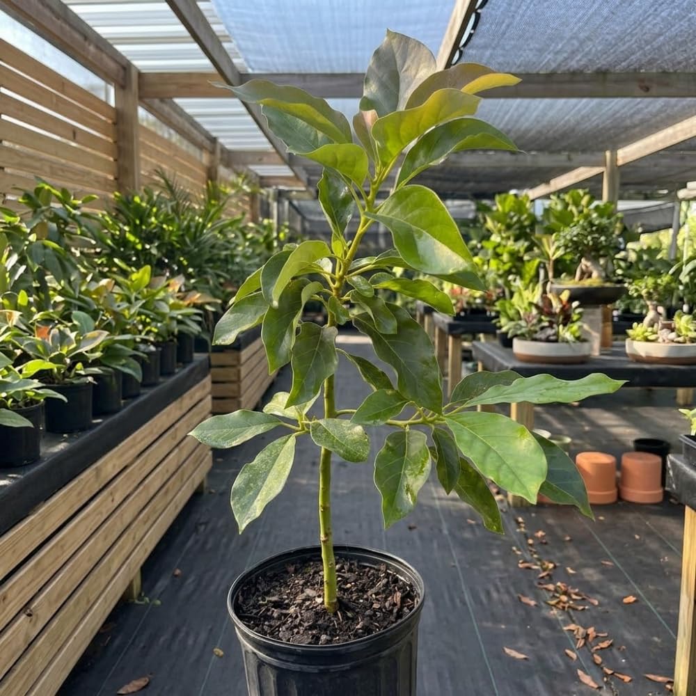 HASS Avocado Tree, Avocado Trees Live Plants, 2 Year Olds Avocado Tree, 3 Gallon Pot, 1-2 Feet Tall, Sweet Tropical Fruit for Planting, No Ship to CA