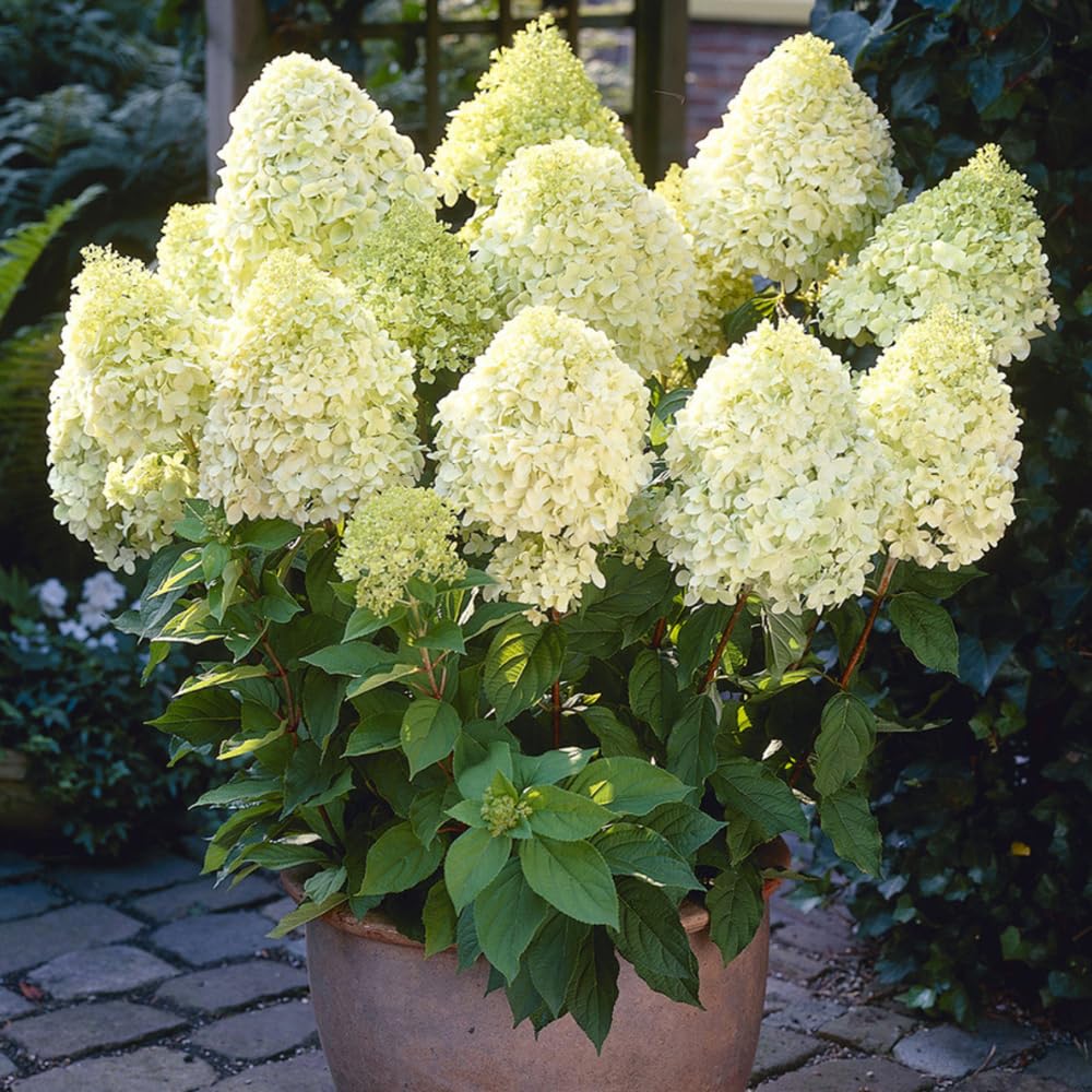 Hydrangea Live Plant, 6-12 Inch Tall, Hardy Flowering Shrub in 2.5" Pot, Outdoor Garden Hydrangea Bush (Lime Hydrangea)