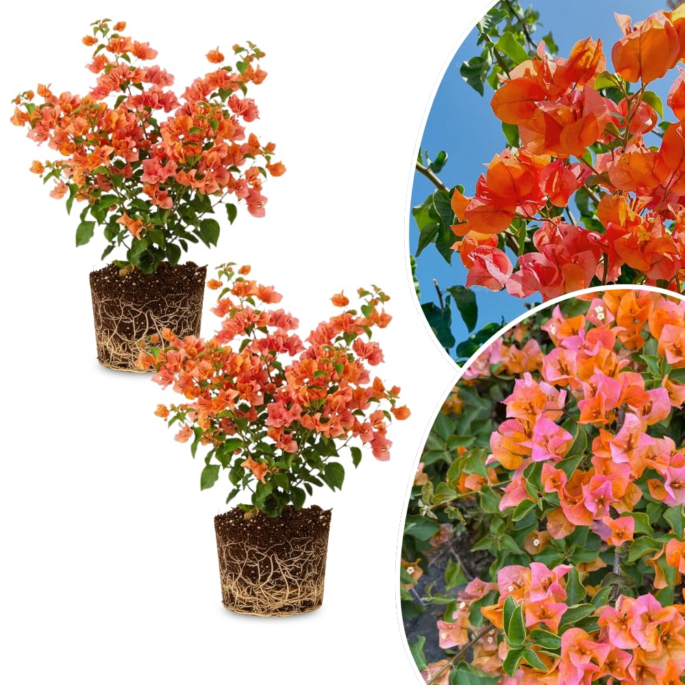 2 Bougainvillea Plants Live, Bougainvillea Flower Vine Plant, Indoor Outdoor Garden 4-7 Inches (Bright Orange)