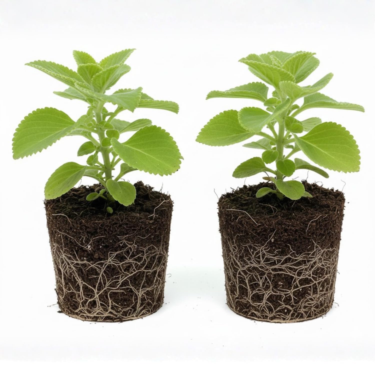 Set 2 Cuban Oregano Live Plants, Well Rooted Oregano Herb Plants 4-8 Inches, Indoor Outdoor Growing