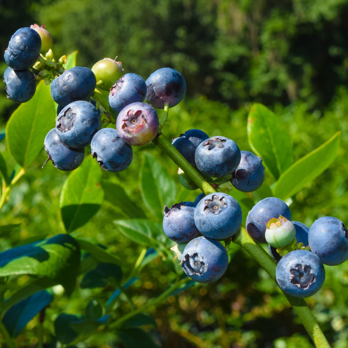 Blueberry Plant 2-3 Feet Tall in 2 Gallon Pot, Live Fruit Bush for Garden, Patio Containers, Backyard Growing, No CA (Bright)