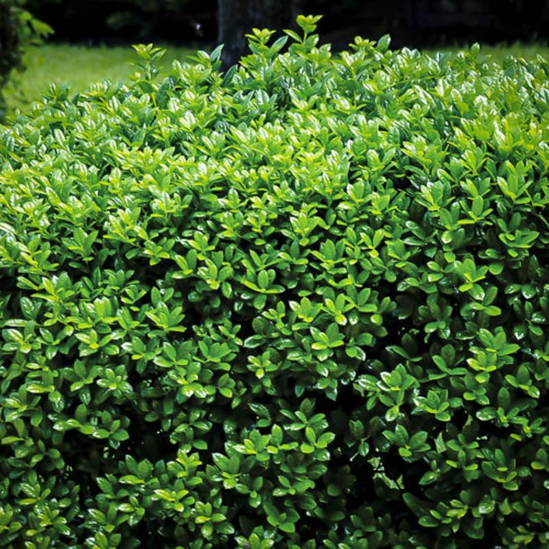 Dwarf Holly Tree Live Plant in Quart Pot, Elegant Plant for Landscapes,Yard, Outdoor Planting, Dormant in Winter, Fast Growing Shrub Hardy