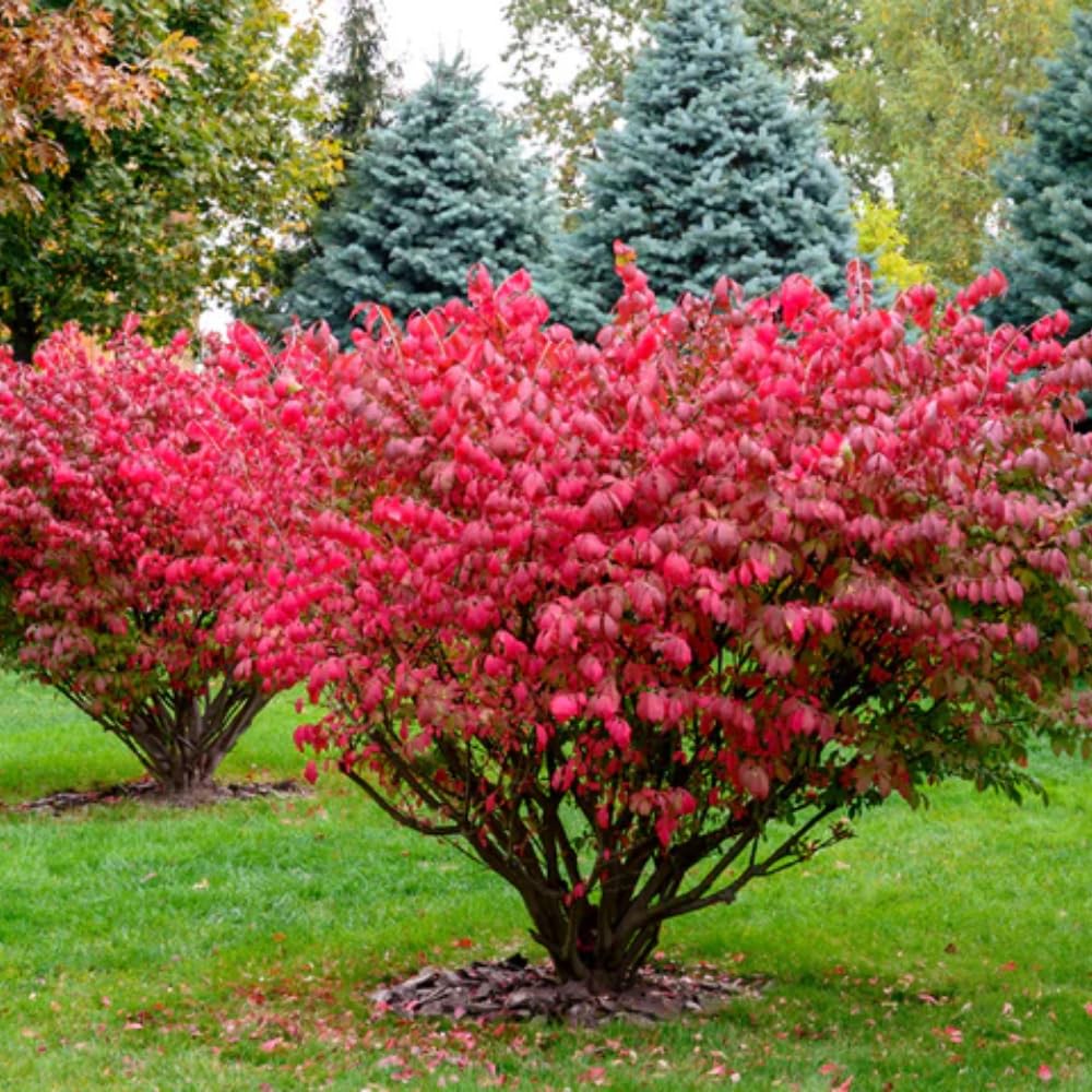 10 Dwarf Burning Bush Bare Root Plants, 4-8" Tall, Hardy Ornamental Shrub, No Ship to NY, NH, MA, VT