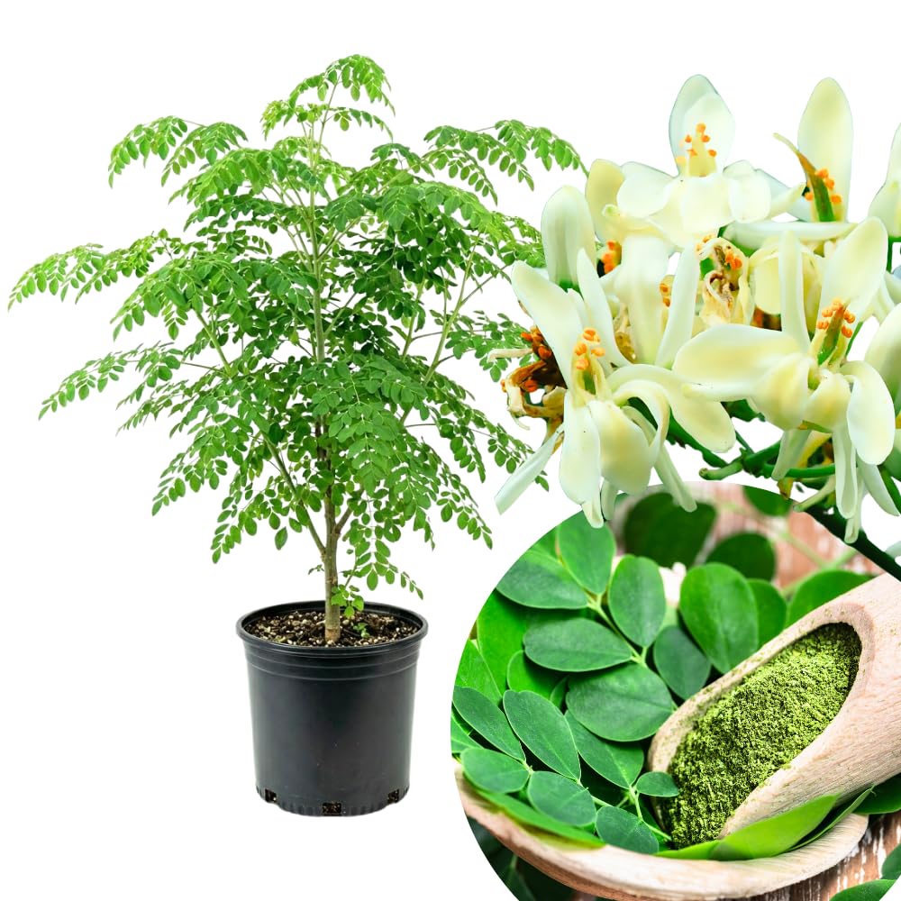 Moringa Oleifera Tree, Moringa Plant Live in 1 Gallon Pot, 1-2 Ft Tall, Well Rooted Drumstick Tree for Outdoor Growing, No Ship to CA