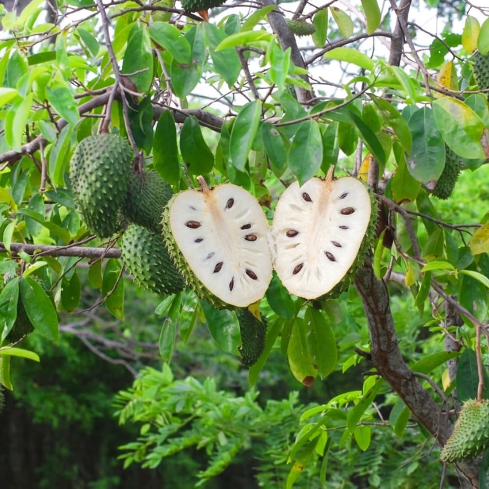 Soursop Tree Plant Live, 2-3 Feet Tall, Annona Muricata Tropical Fruit Tree for Outdoor Indoor Planting, High Yield, Live Soursop Tree in 1 Gallon Pot, High Yield, No to CA
