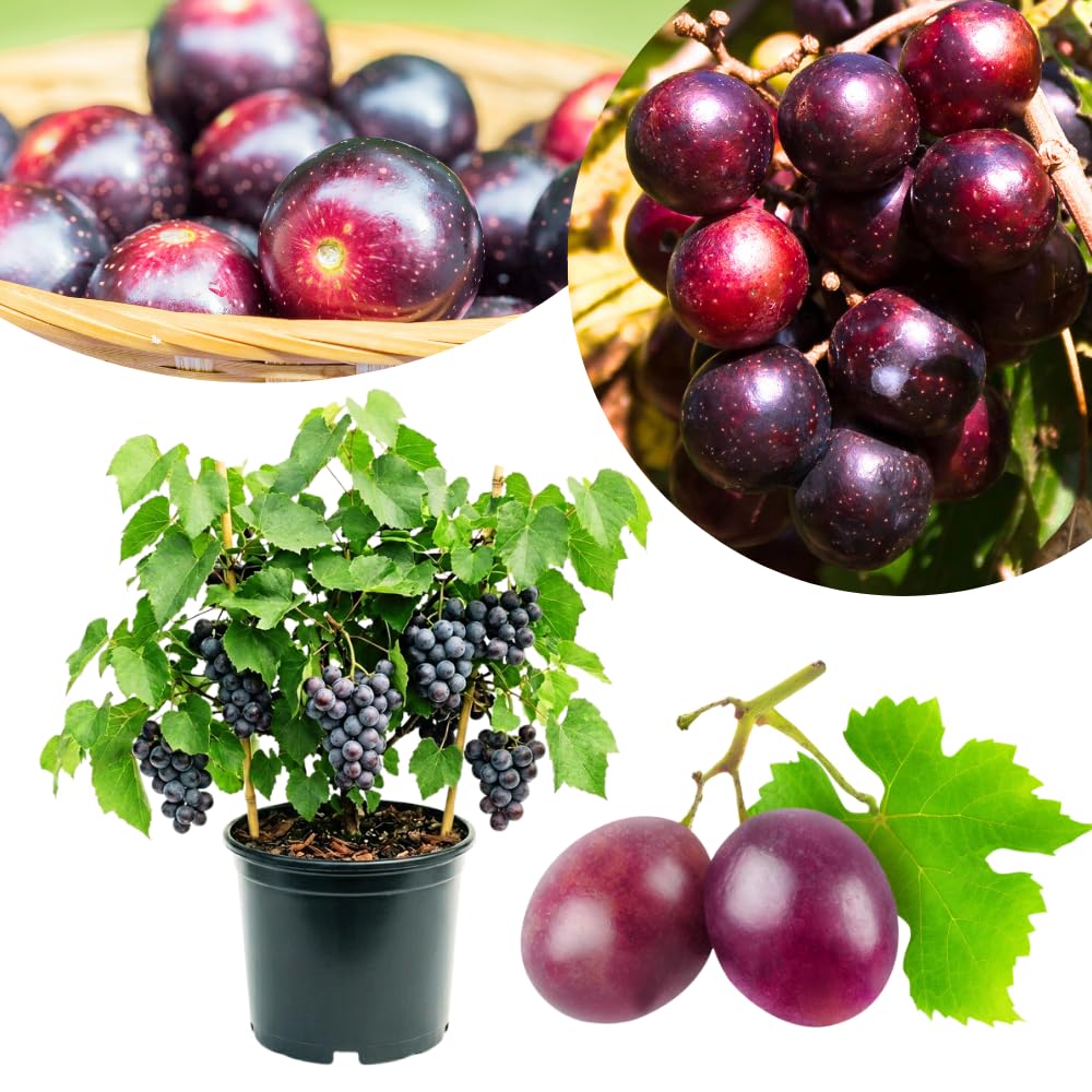Muscadine Grape Vines Live Plants in 1 Gallon Pot, 20-24 Inches Tall, Sweet Fruit Vine for Outdoor Garden, Fast Growing Climbing Grape Vine, No Ship to CA
