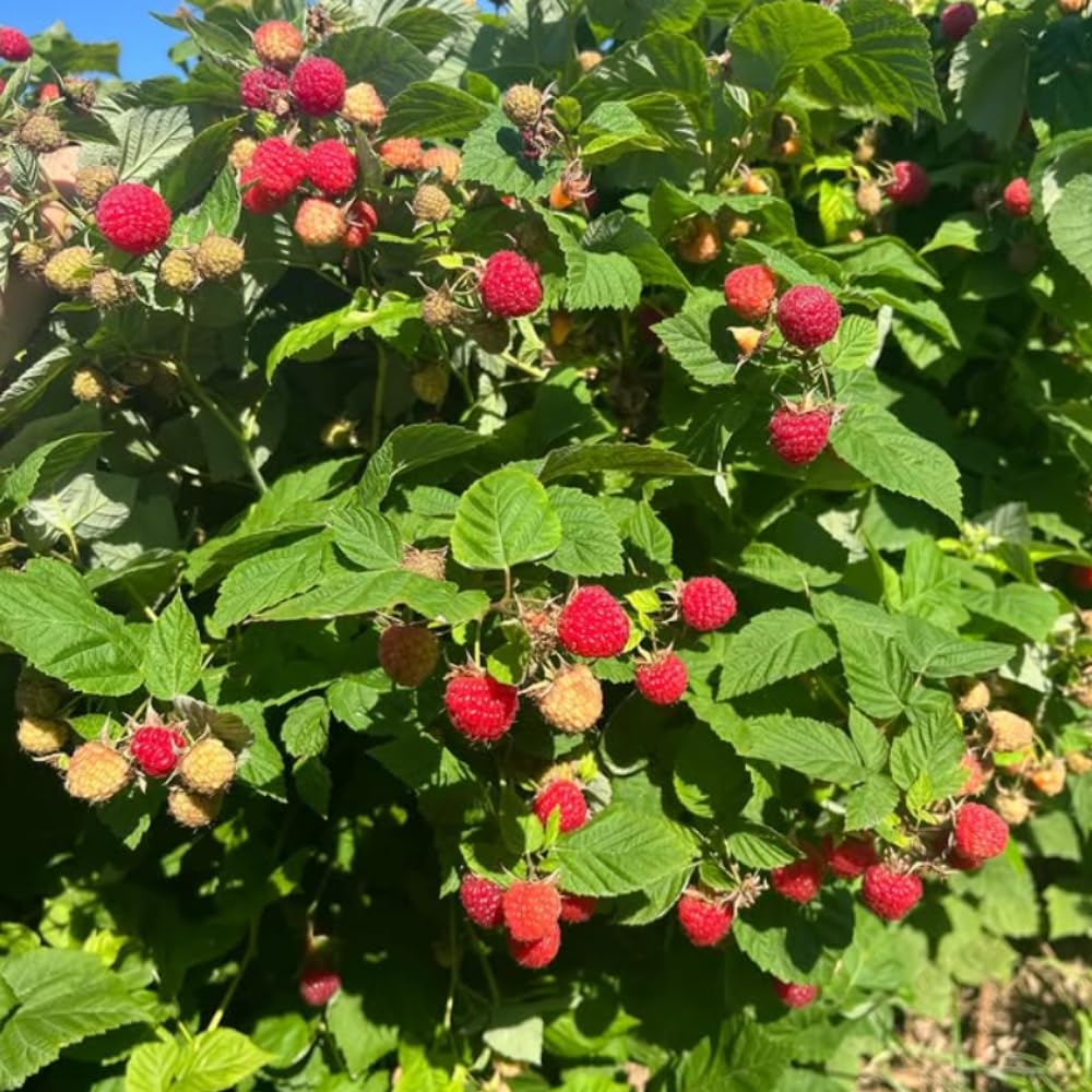 Red Raspberry Plant Live, Raspberries Fruit Seedlings, 5-8 Inch Tall