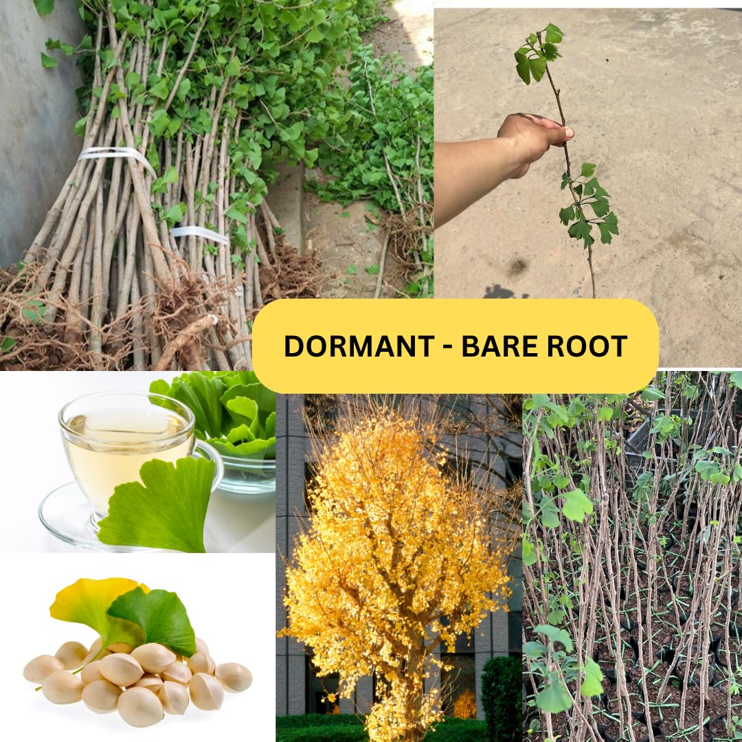 2 Ginkgo Trees Live Plants Bare Root, Dormant, No Leaf in Winter, Hardy Ornamental, Yellow Leaf in Fall, Zones 3-8