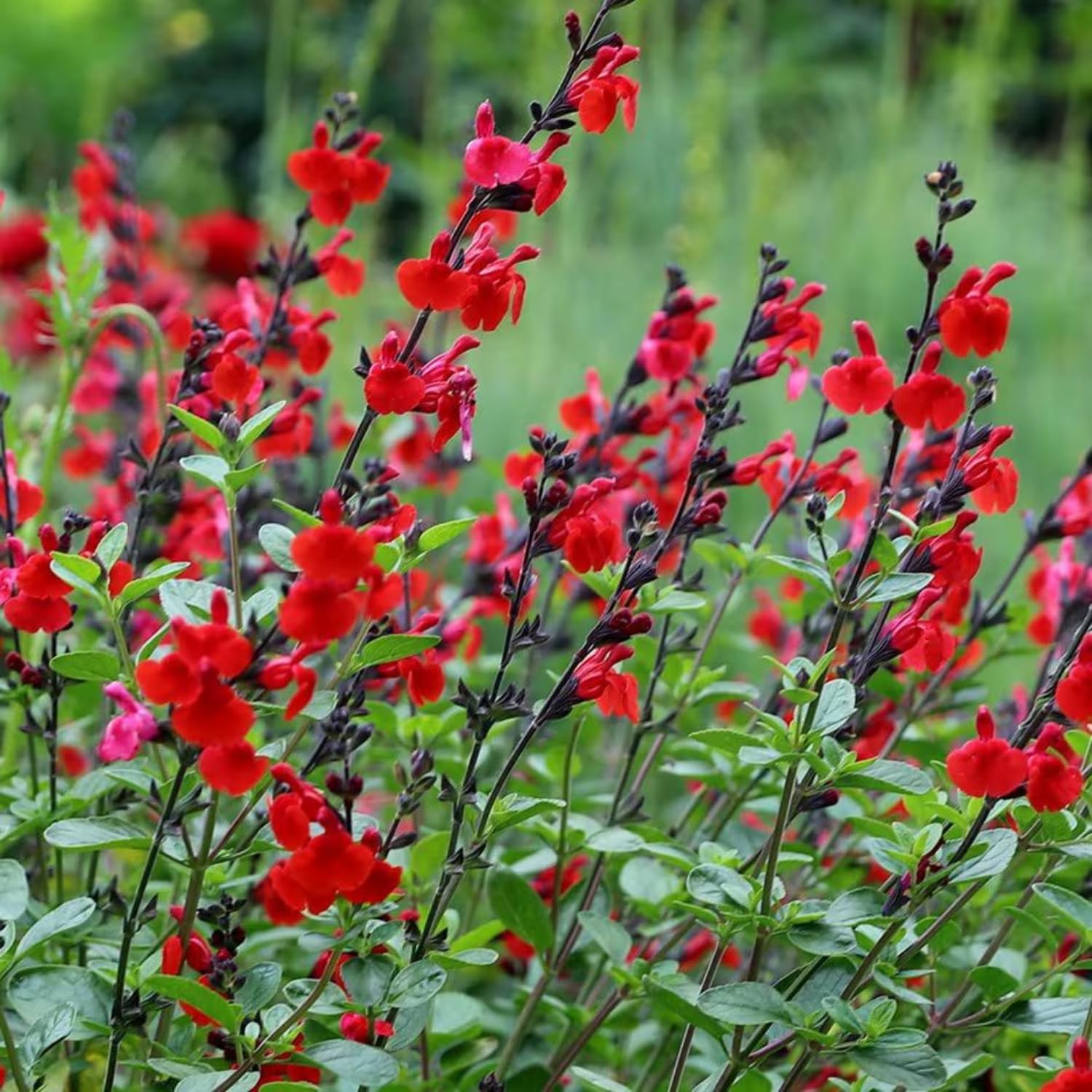 Set 3 Salvia Plants Live, Well Rooted 4-6 Inches, Vibrant, Fragrant Flowering Shrubs for Garden or Containers (Red)