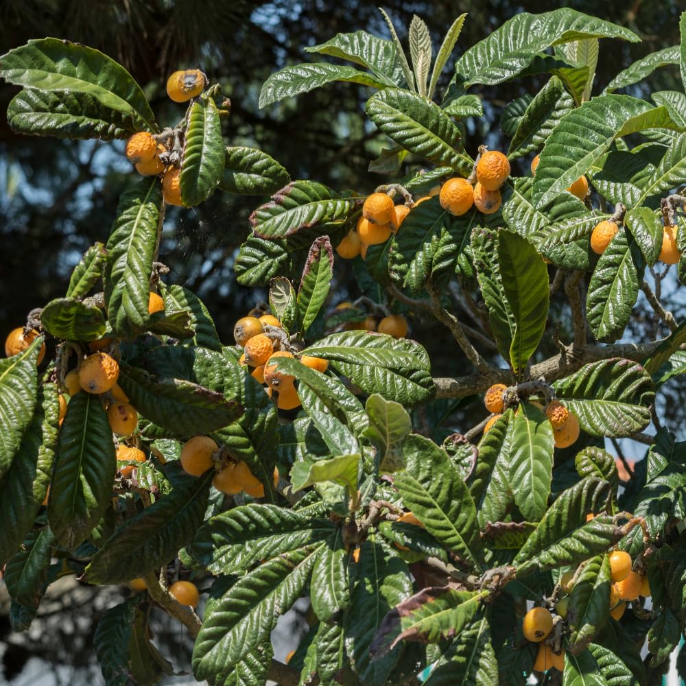 Golden Loquat Tree Plant Live, Loquat Fruit Live Plant, 3 Gallon Pot, Sweet Fruit Garden Outdoor, No Ship to CA