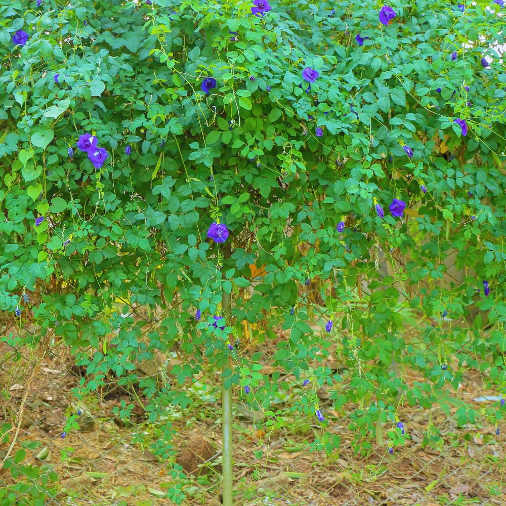 90 Butterfly Pea Seeds for Planting, Butterfly Pea Flower Vegetable Seed Growing Outdoor