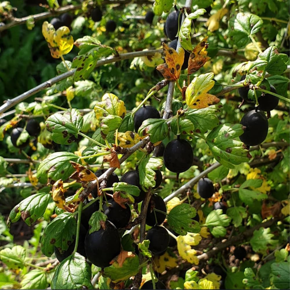 Black Gooseberry Plant Live, Gooseberry Bushes Live, 5-8 Inch Tall