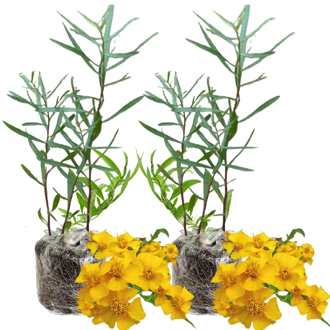 Pack 2 Tarragon Plants Live, Tarragon Herb Well Rooted 4 to 5 Inch, Tarragon Mint for Planting
