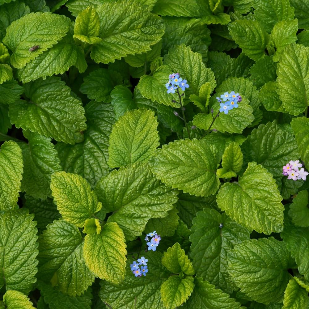 Set 3 Lemon Balm Live Plants, Mint Herb Plant Ready to Grow, 4-7 Inch Tall, Outdoor Garden Growing