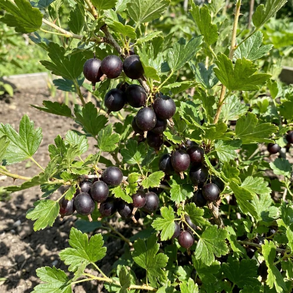 Black Gooseberry Plant Live, Gooseberry Bushes Live, 5-8 Inch Tall