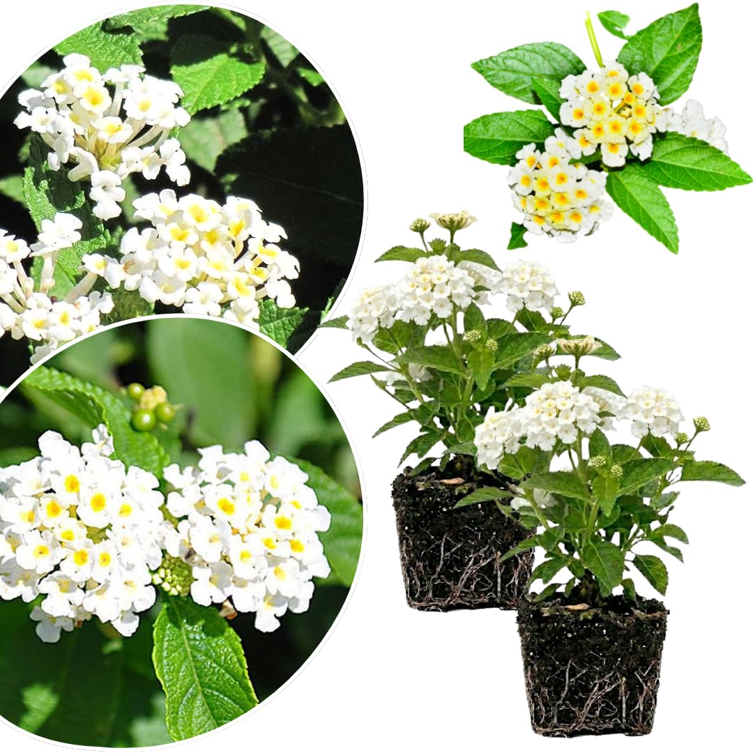 2 Lantana Plants Live, Lantanas Live Plants for Planting Indoor Outdoors, Perennial Flowers, 4-9 Inch Tall Well-Rooted (White Lantana)