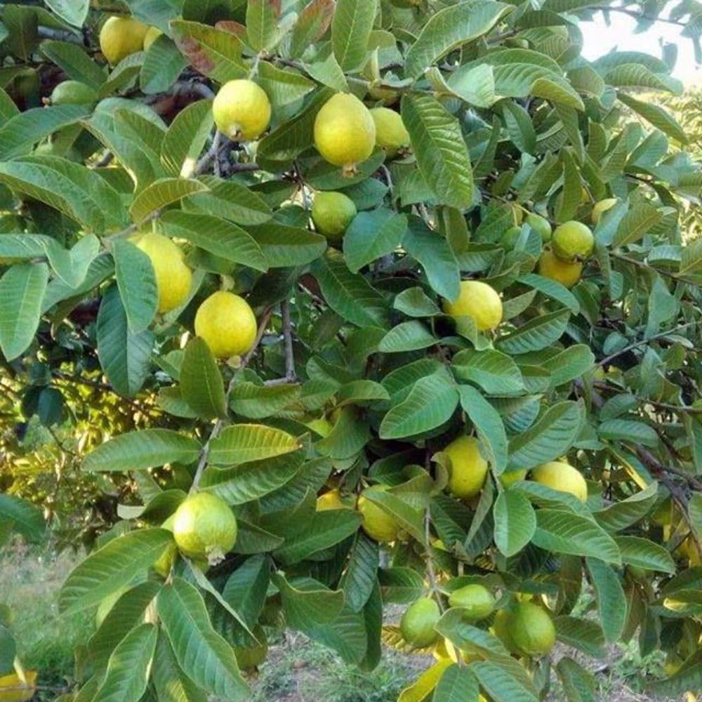 Pink Guava Tree Live Plant 3 Gallon, Guava Plant 2-3ft, Sweet Tropical Fruit Tree for Outdoor Growing, No Ship to CA