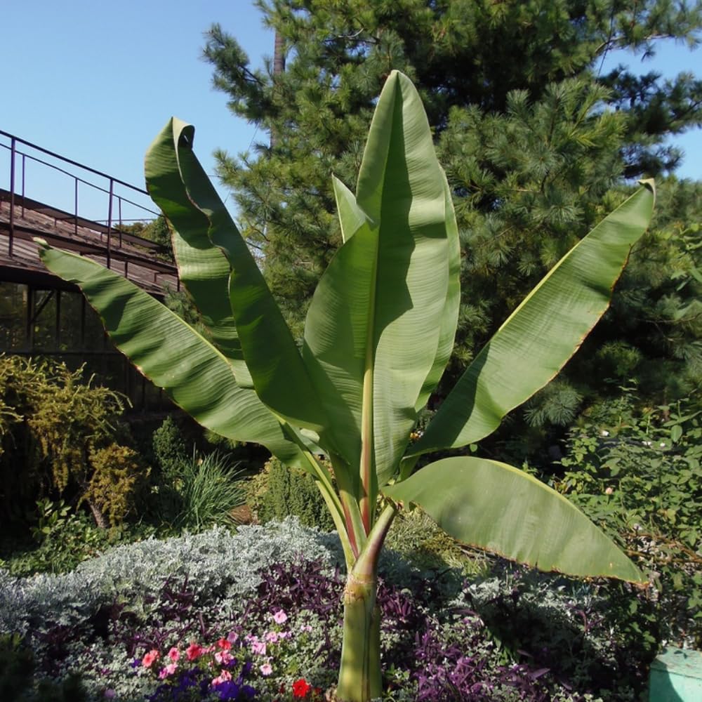 Basjoo Banana Tree Live Plant, Banana Fruit Plant Well Rooted, 5 to 7 Inch Tall, No Pot