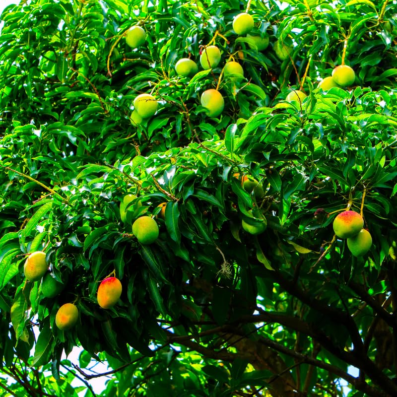 Sweet Mango Trees Live Plants in 3 Gal Pot, Fragrant Mango Fruit Tree from 2 to 3 Feet Tall, Sweet and Fast-Growing, No Ship to CA
