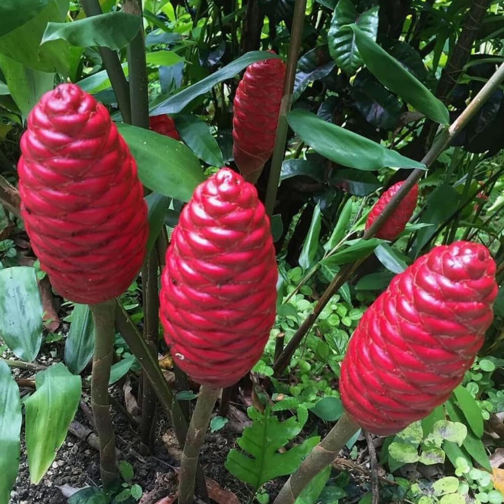 10 Awapuhi Shampoo Ginger Roots, Zingiber Zerumbet Pinecone Ginger Rhizomes for Home Garden, Ginger Live