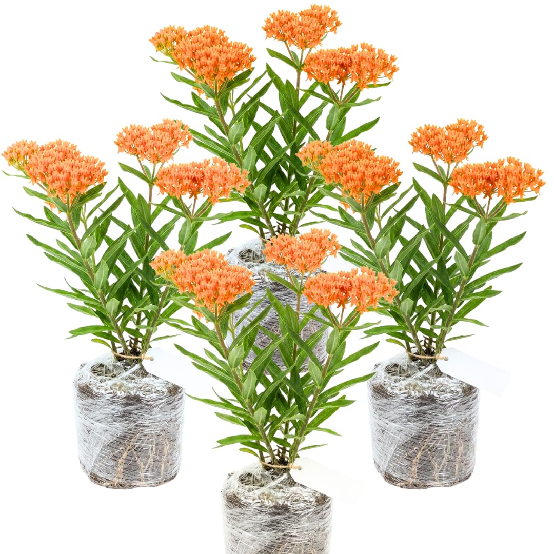 Pack 4 Butterfly Milkweed Plants Live, Milkweed Live Plants, 5-8" Height Asclepias Tuberosa Perennial Flowers Home Garden (Orange Milkweed)