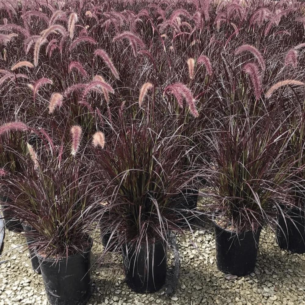 Set 2 Red Fountain Grass Plants Live, Well Rooted 4-6 Inches, Hardy Ornamental Grass for Garden or Containers