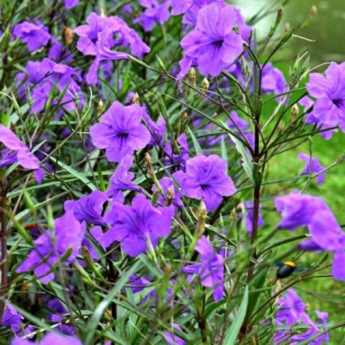 6 Purple Mexican Petunia Plants Live, 4-7 Inches Tall, Hardy Perennial Flowers