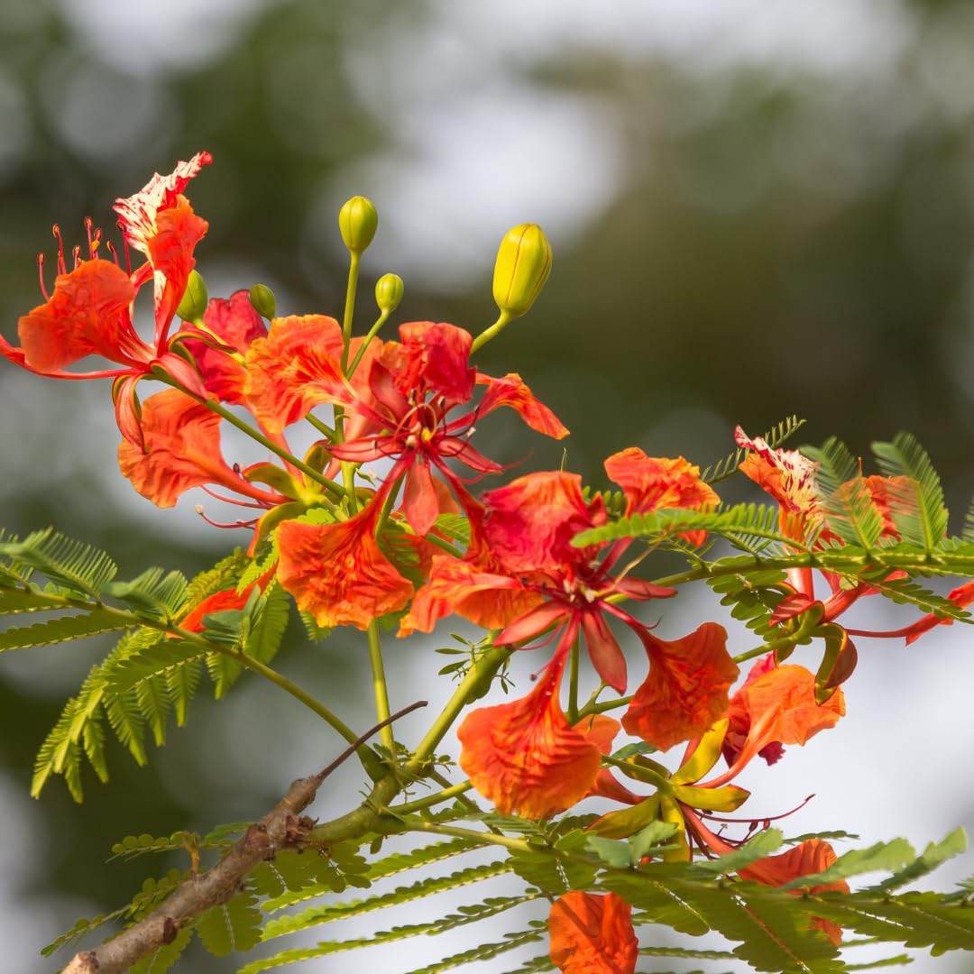 Tropical Red Flamboyant Tree Live Plant, Royal Poinciana Flowering Tree, 2-3 Feet Tall in 1 Gallon Pot for Backyard Landscapes, No Ship to CA