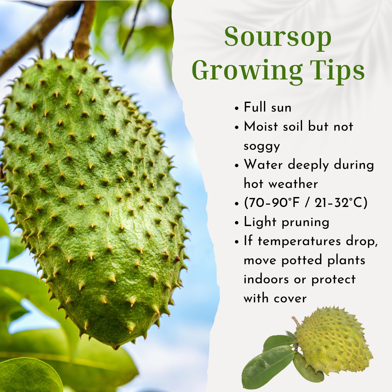 Sweet Soursop Live Plant for Planting, Annona Muricata 2-3 Ft Tall, Soursop Guanabana Seedlings, Outdoor Growing