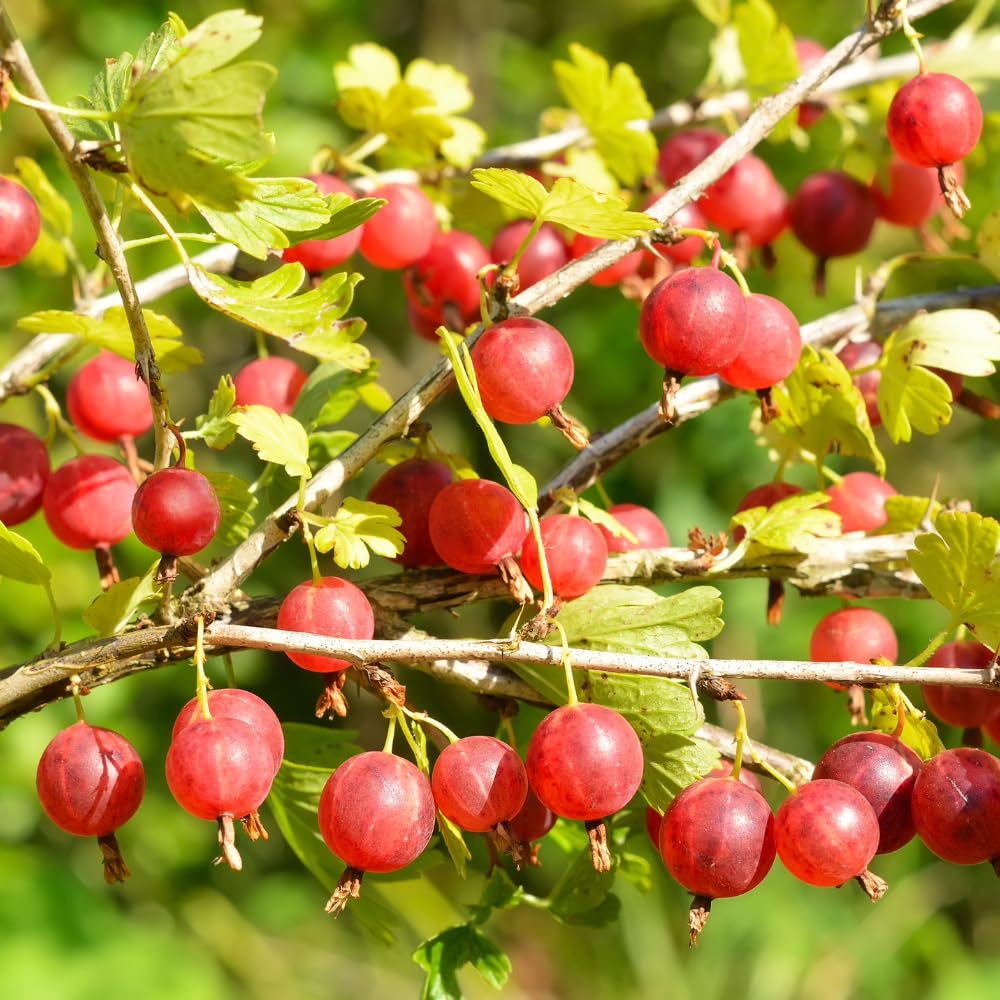 Red Gooseberry Plant Live, Gooseberry Bush, 4-6 Inch Tall