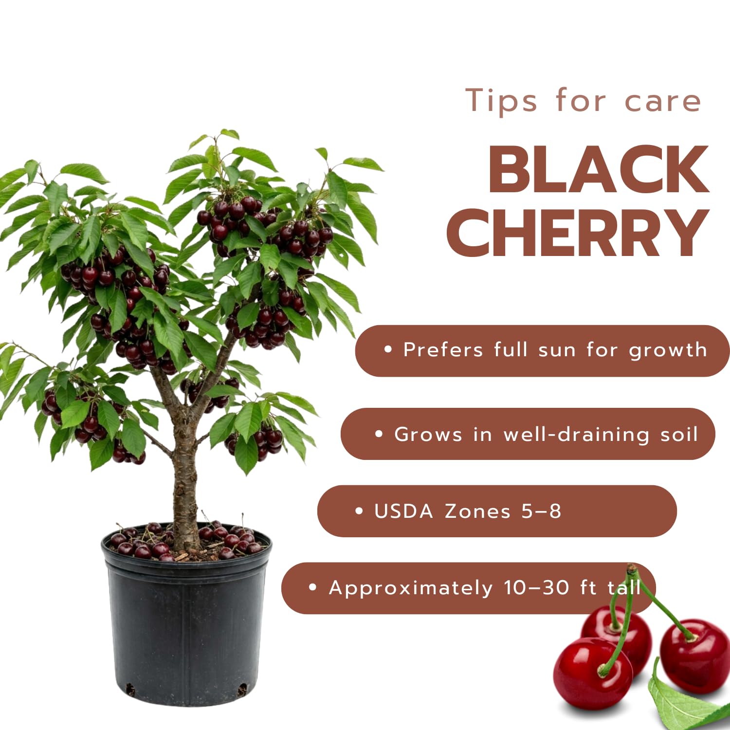 Cherry Tree Live Plant, Cherry Fruit Plant 3-4 Feet Tall in 3 Gallon, Sweet Fruit Tree, Cold Hardy for Outdoor Growing (Black Cherry)