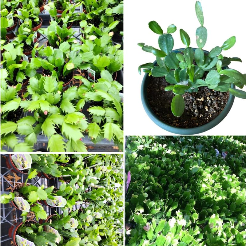 3 Pink Christmas Cactus Plants Live, Thanksgiving Cactus Easter Cactus Live Plants, 4-8 Inch Height, Holiday Blooms for Outdoor Spaces, No Pot, Bareroots