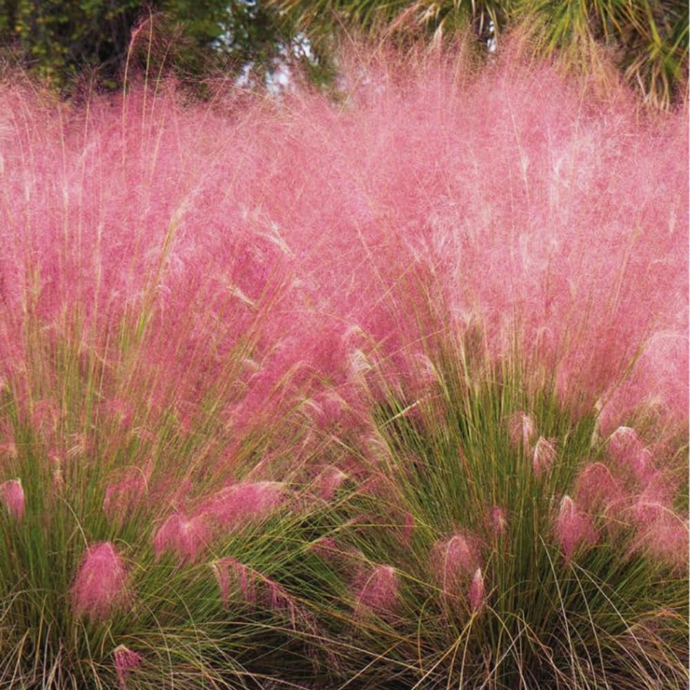 2 Pink Muhly Grass Plants Live, 5 to 7 Inches Tall, Ornamental Grass Live Plant for Growing Indoor, Outdoor