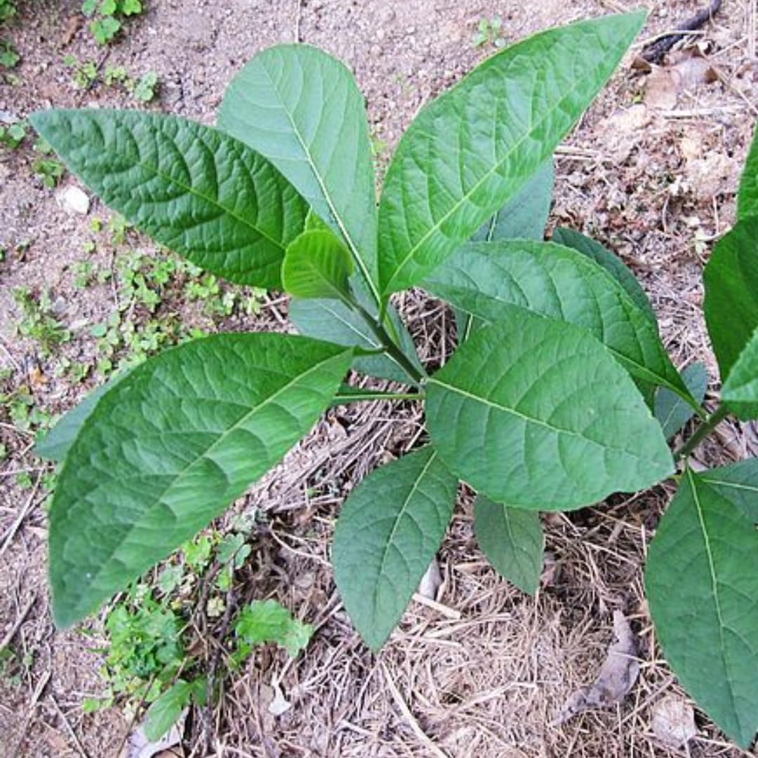 Sets 4 Spinach Longevity Live Plants Starter, 4-6 Inc Tall Starter, High Yield, Easy to Grow