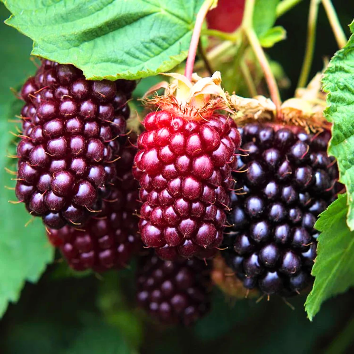 Sweet Boysenberry Bush Live, 2-Pack Boysenberry Fruit Seedlings, Boysenberries Plant Live at Home