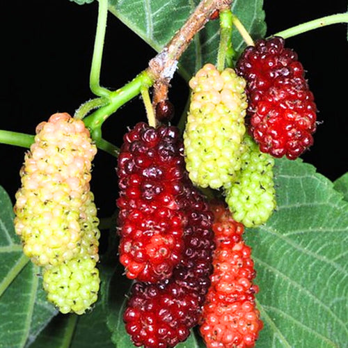 2-Pack Red Mulberry Plants Live, Mulberry Fruit Trees, Hardy Mulberry Trees Live Plants, Mulberry Seedlings, 5-9 Inch Tall