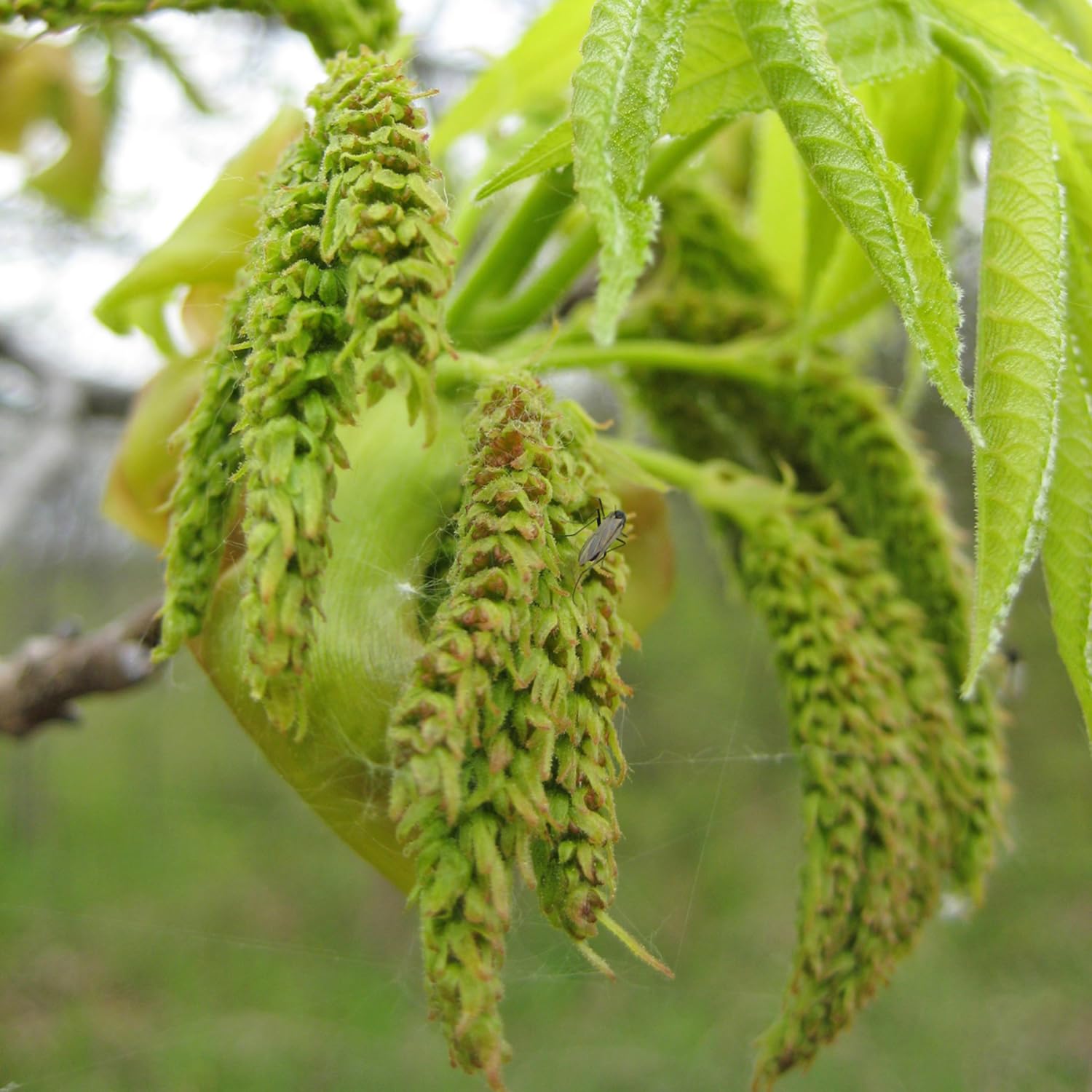 1 Year Old Hickory Tree Live Plant, Cold Hardy, Dormant, White Walnut Butternut Like, Walnuts Trees for Garden Planting, 6-12" Tall
