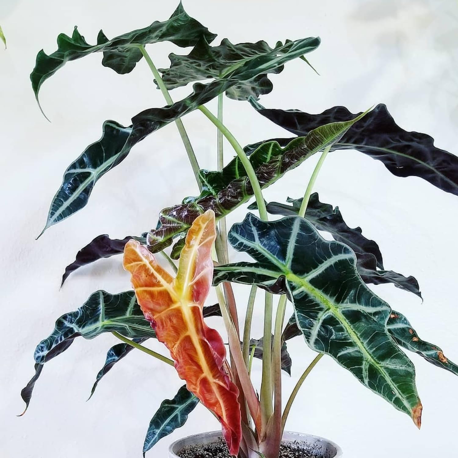 Black Green Alocasia Live Plant, Alocasia Houseplant Indoor Home Garden, Rare Alocasia Plant, No Pot