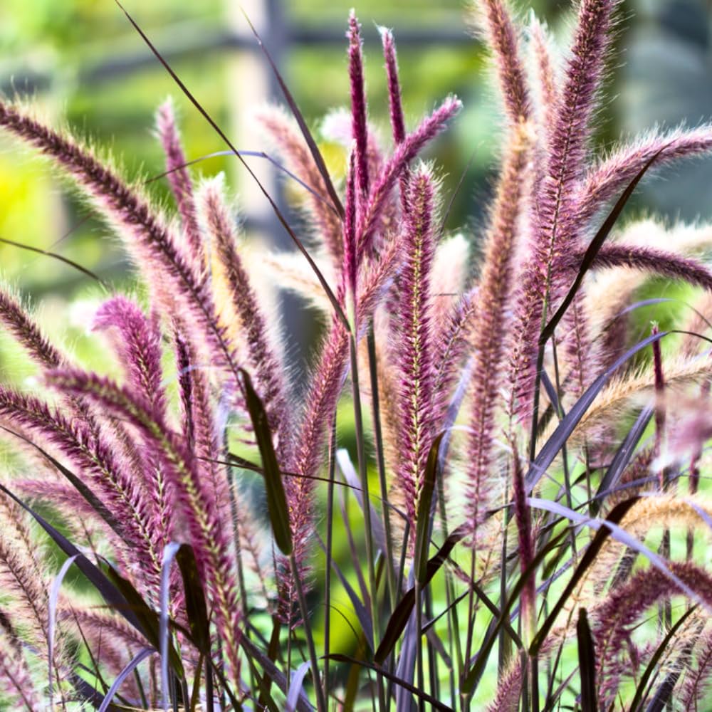2 Fountain Grass Plants Live, Tall Ornamental Perennial Grass for Landscaping, 5-9 Inch Height Well Rooted to Grow (Purple Fountain Grass)