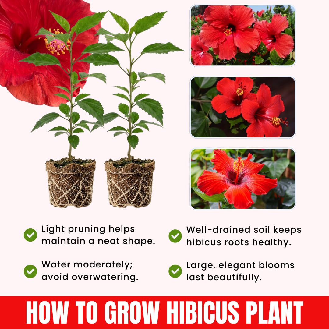 2 Bright Red Hibiscus Live Plants, 4-8'' Tall Hardy Hibiscus Flower Starter Plants, Well Rooted Perennial Flower Plant for Home Garden and Containers