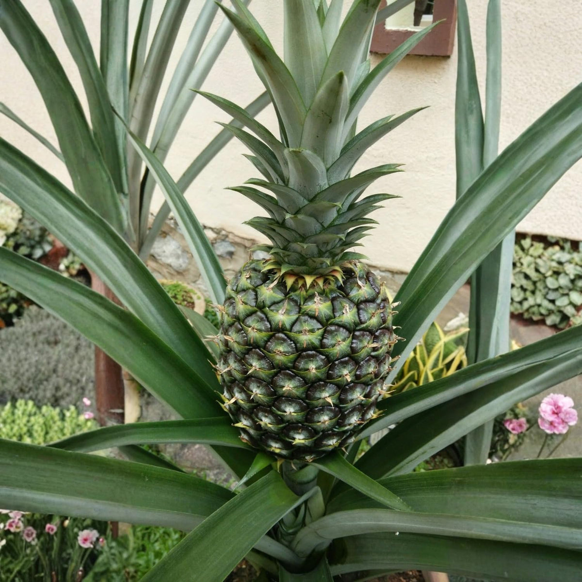 2 White Jade Pineapple Plants, Pineapple Plants Live for Planting, Sweet Pineapple Starters Plant for Home Garden and Containers
