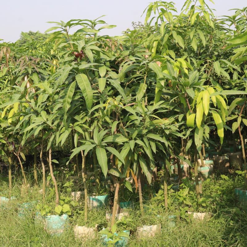 Long Mango Trees Live Plants in 3 Gal Pot, Fragrant Mango Fruit Tree from 2 to 3 Feet Tall, Sweet and Fast-Growing, No Ship to CA