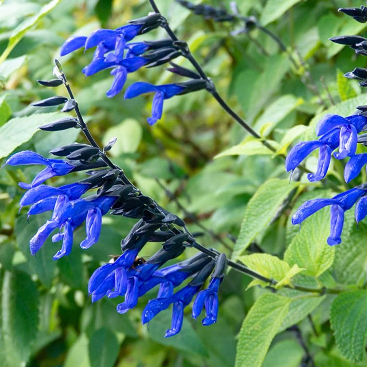 Set 3 Salvia Plants Live, Well Rooted 4-6 Inches, Vibrant, Fragrant Flowering Shrubs for Garden or Containers (Dark Blue)