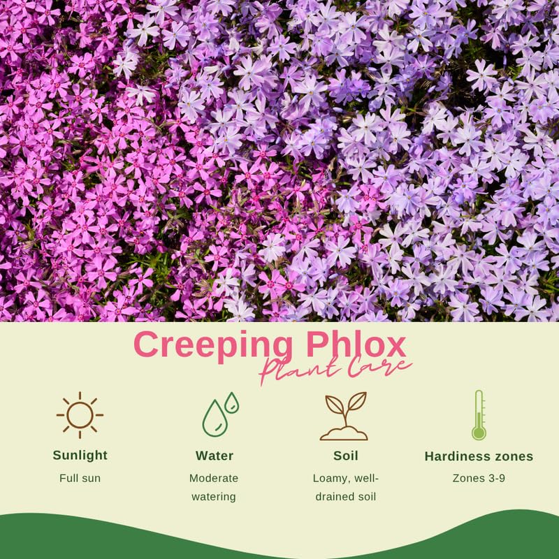 YOKEBOM Set 2 Pink Creeping Phlox Plants, Hardy Perennial Phlox Flowers, Vibrant Ground Cover for Garden and Landscape, Ready to Grow Plugs 3-5 Inches