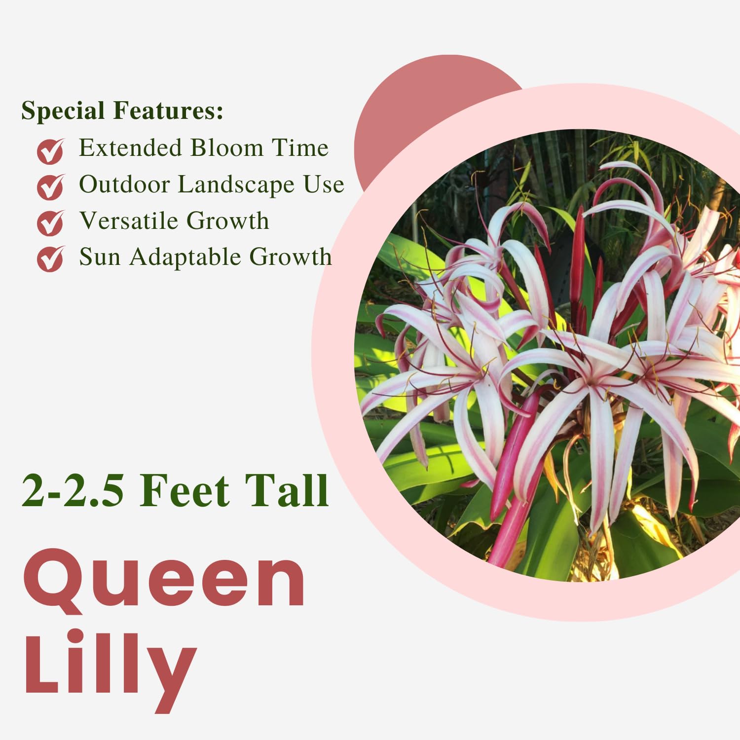 Queen Lily Live Plant, Fragrant White Pink Blooms, 2 to 2.5 Feet Tall, Outdoor Garden Planting