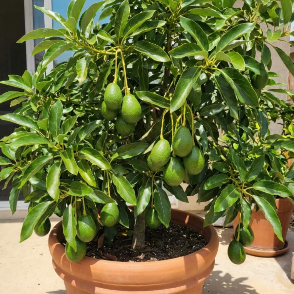 Long Green Avocado Plant Live, Avocado Fruit Tree in 3 Gallon Pot, Cold Hardy Avocado Plant for Container or Garden, 1-2 Feet Tall, No Ship to CA