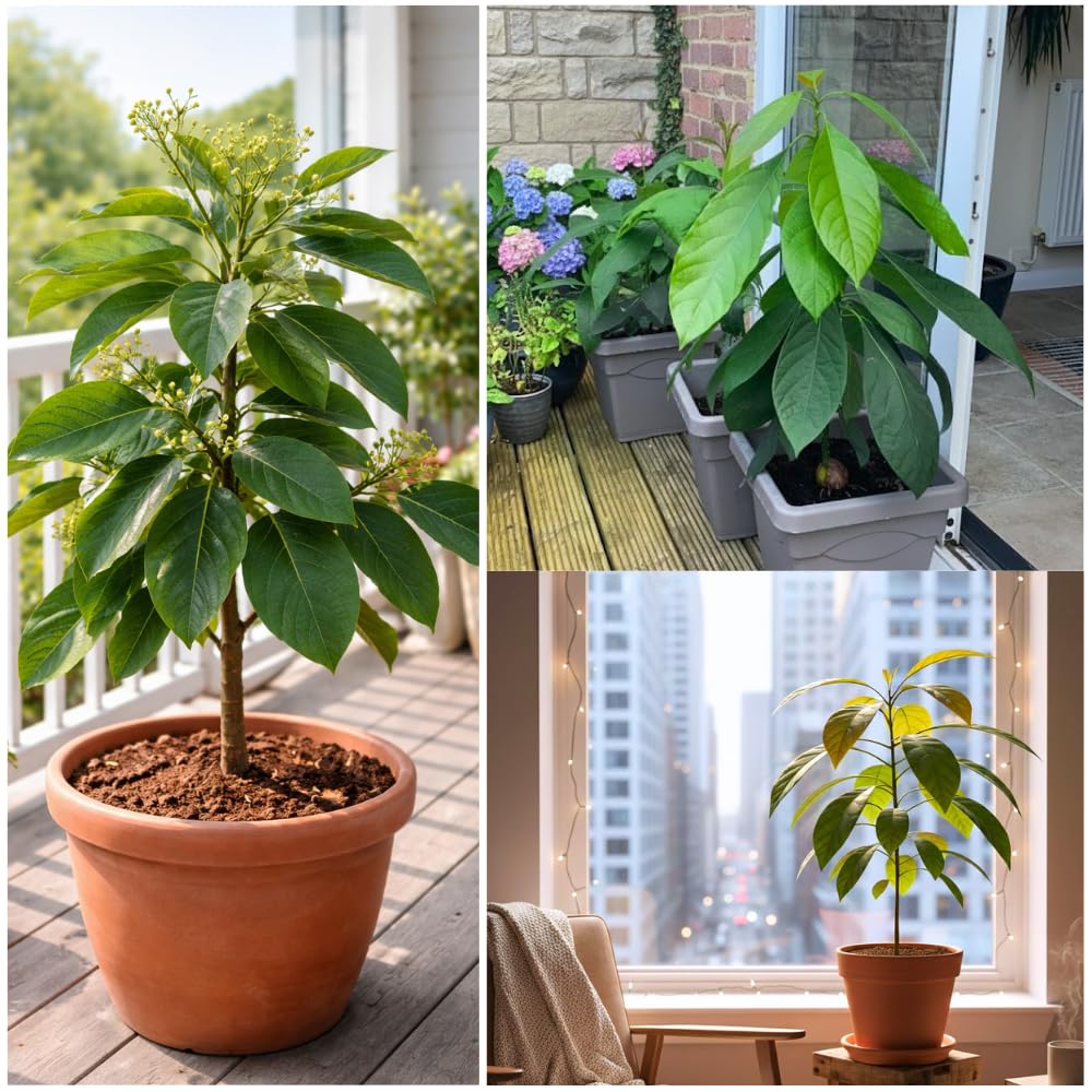 Avocado Tree Live Plant, Dwarf Avocado Plants Live in 3 Gallon Pot, Zones 9-11, Cold Hardy Fruit Tree for Patio, Home Orchard and Edible Gardening