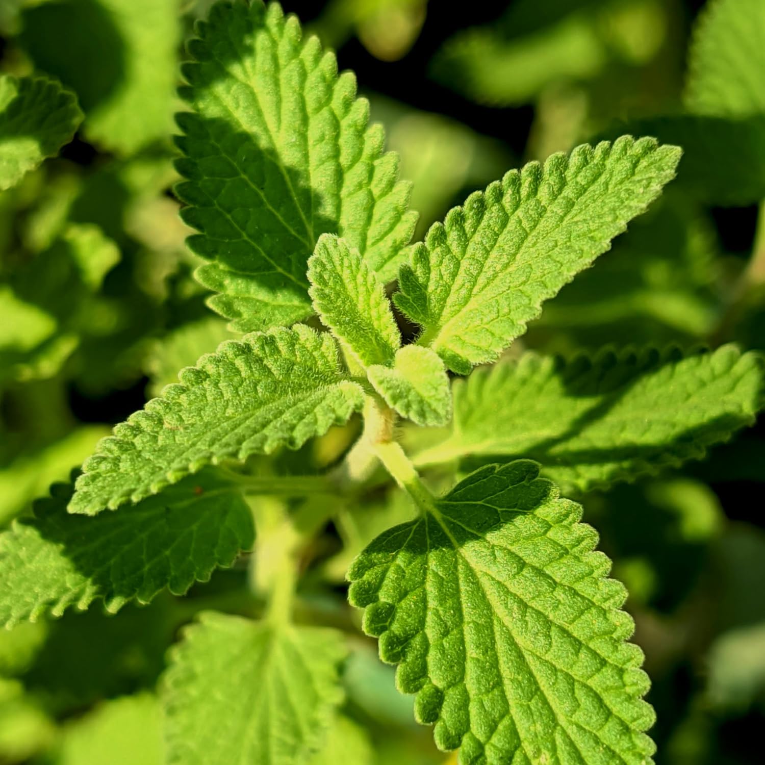 Pack 3 Catnip Live Plants, 3-6" Tall Herb Catnip Mint Plants for Garden Growing, No Pot, Well Rooted Starter Plants