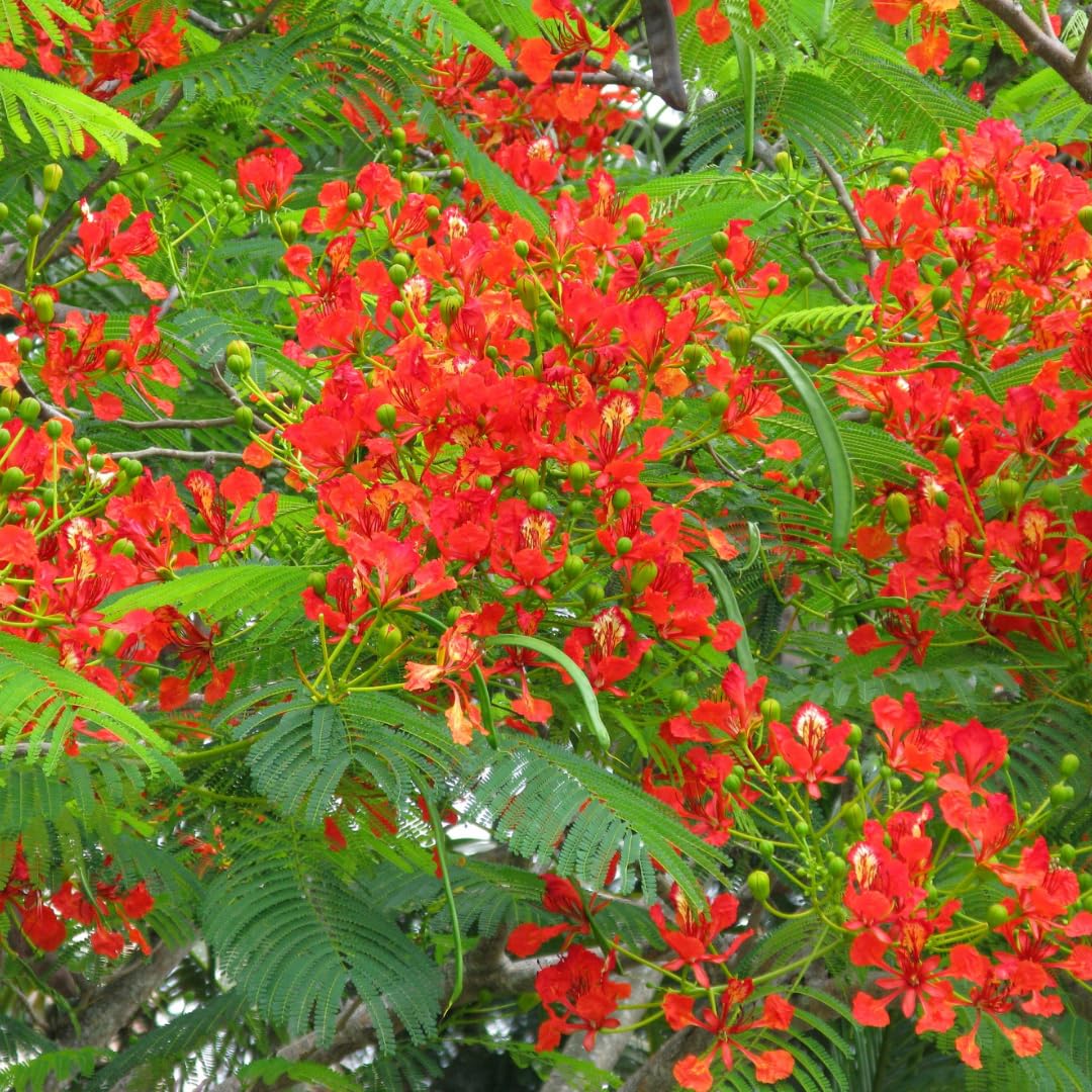 Flamboyant Tree Live Plant, Royal Poinciana Tree Live Plant in 1 Gallon Pot, 3 Feet Tall, Vibrant Red Blooms for Summer Planting, Flamboyant Trees for Landscape, Backyard Garden, No Ship to CA
