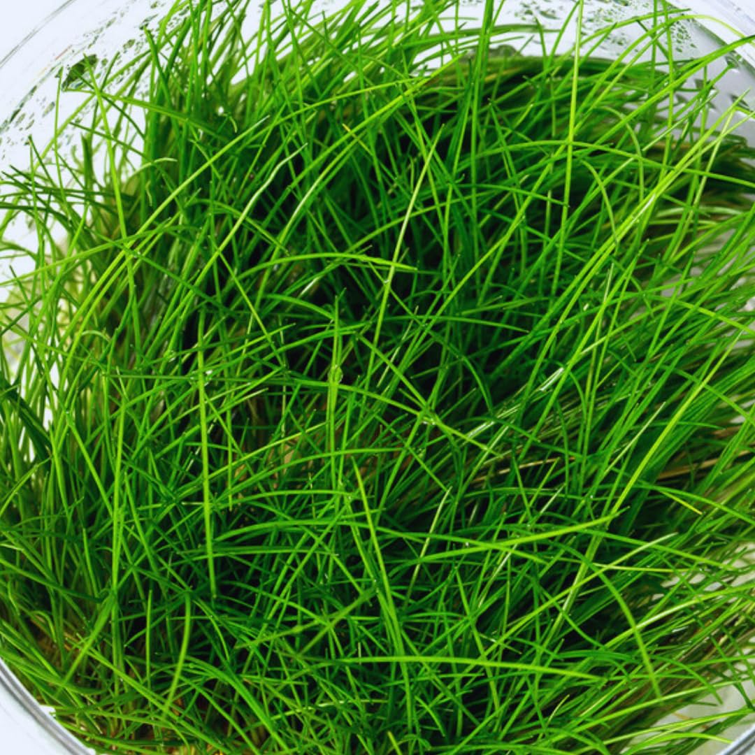 2 Dwarf Hairgrass Plants Live, Aquarium Pond Plants, Freshwater Aquarium Plant, 4 to 6 Inches Tall, Easy to Plant